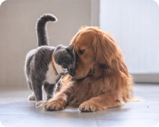 A cat and a dog touching noses and cuddling